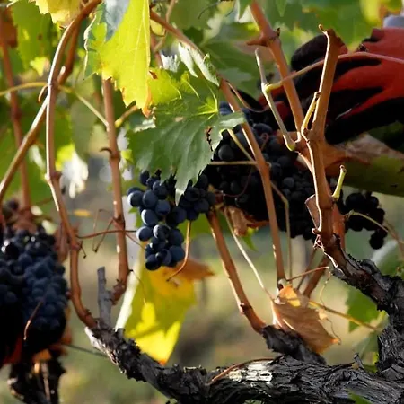 Borgo Montemaggiore Rapolano Terme