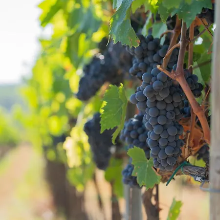 Κατάλυμα σε φάρμα Borgo Montemaggiore Rapolano Terme