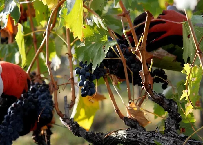 Borgo Montemaggiore Rapolano Terme