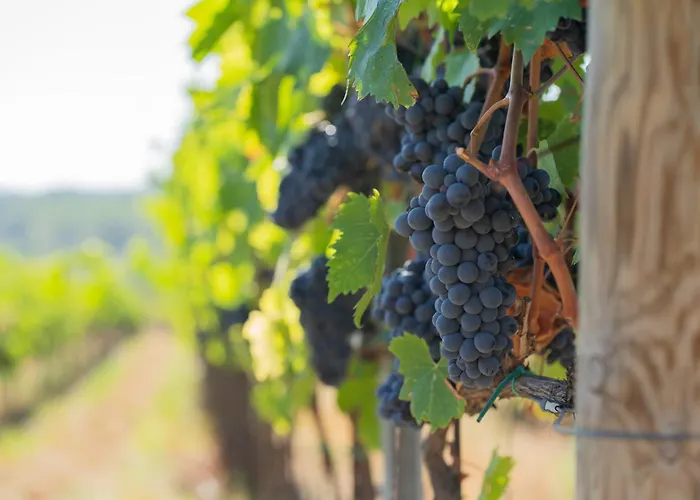 Κατάλυμα σε φάρμα Borgo Montemaggiore Rapolano Terme